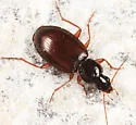 Agonum retractum - photo 3