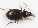 Agonum retractum - photo 4