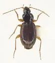 Agonum retractum - photo 5
