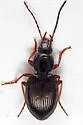Agonum rigidulum