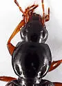 Agonum rigidulum - photo 2