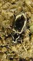 Agonum striatopunctatum - Agonum striatopunctatum
