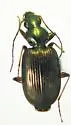 Agonum striatopunctatum - photo 2