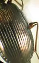 Agonum striatopunctatum - photo 3