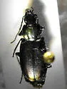 Agonum suturale
