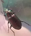 Agonum suturale - photo 2
