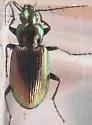 Agonum suturale - photo 3