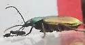 Agonum suturale - photo 4