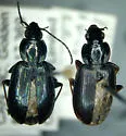 Agonum suturale - photo 5