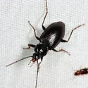 Agonum tenue - Agonum tenue