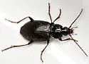 Agonum tenue - photo 4