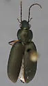 Agonum texanum - photo 2