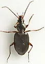 Agonum texanum - photo 3