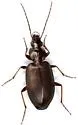 Agonum texanum - photo 4