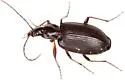 Agonum texanum - photo 5