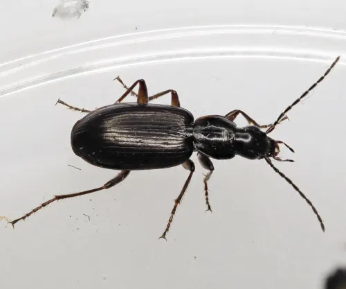 Agonum thoreyi