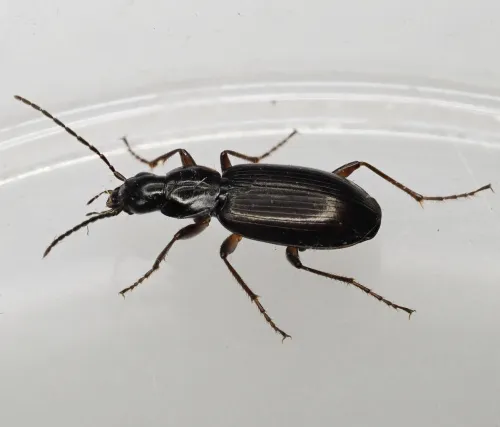 Agonum thoreyi - photo 2
