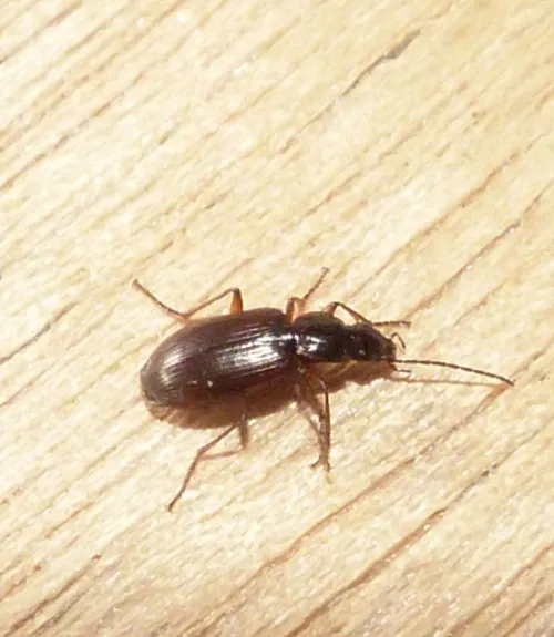 Agonum thoreyi - photo 3