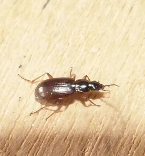 Agonum thoreyi - photo 4