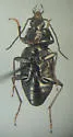 Agonum trigeminum - photo 2