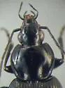 Agonum trigeminum - photo 3