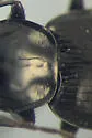 Agonum trigeminum - photo 4