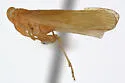 Agoo fulvus