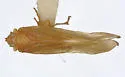 Agoo fulvus - photo 2