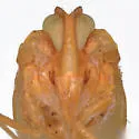 Agoo fulvus - photo 3