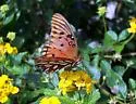 Gulf Fritillary - Hodges#4413