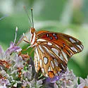 Gulf Fritillary - Hodges#4413 - photo 2
