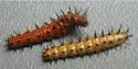 Gulf Fritillary - Hodges#4413 - photo 3