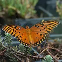 Gulf Fritillary - Hodges#4413 - photo 4