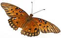 Gulf Fritillary - Hodges#4413 - photo 5