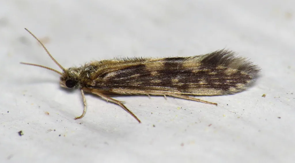 Salt and Pepper Microcaddisfly