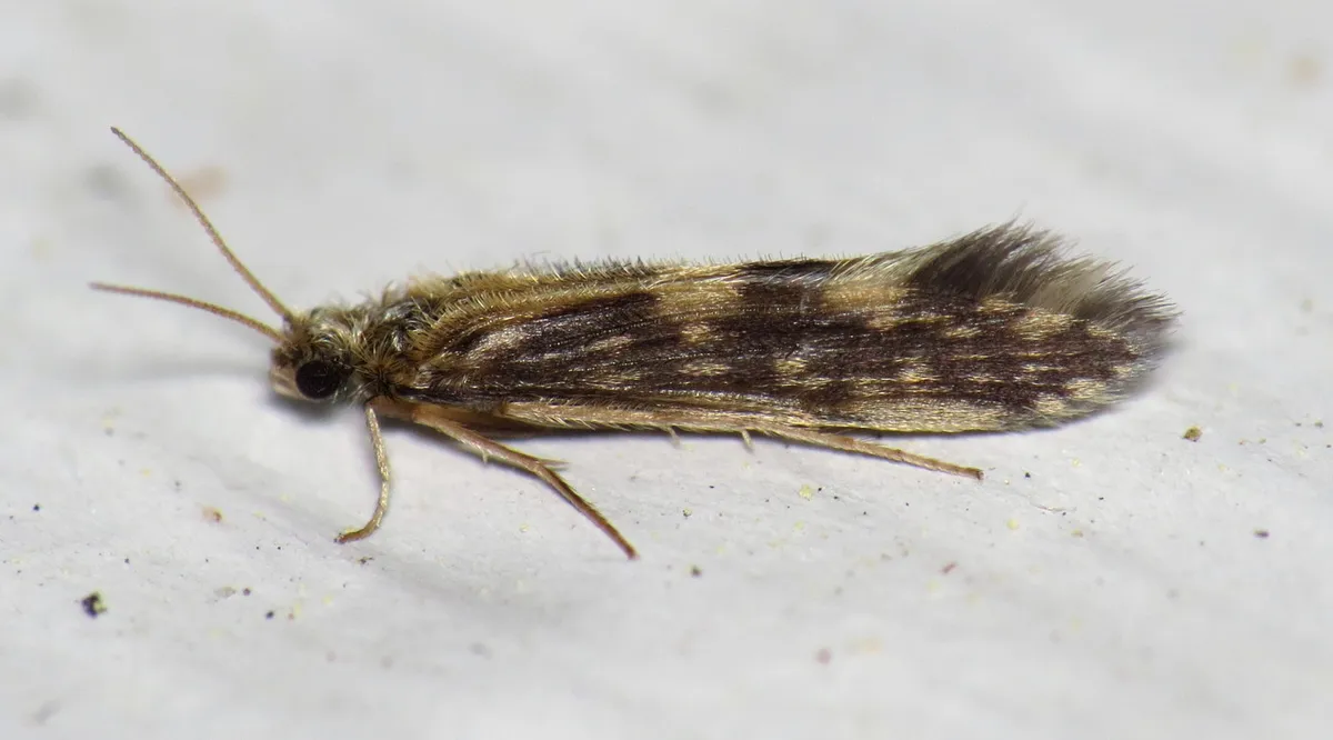 Salt and Pepper Microcaddisfly - photo 2
