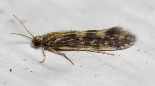 Salt and Pepper Microcaddisfly - photo 3