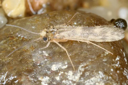 Agraylea sexmaculata - Agraylea sexmaculata