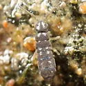 Agrenia bidenticulata