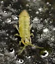 Agrenia parkeri