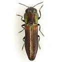 Agrilaxia arizonae