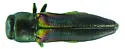 Agrilaxia arizonae - photo 2