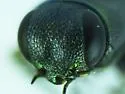 Agrilaxia arizonae - photo 3