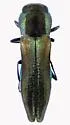 Agrilaxia flavimana - Agrilaxia flavimana
