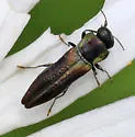 Agrilaxia flavimana - photo 3