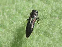 Agrilaxia flavimana - photo 4