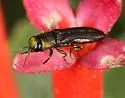Agrilaxia flavimana - photo 5