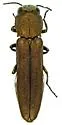 Agrilus abditus - photo 4