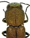 Agrilus abditus - photo 5