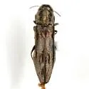 Agrilus abductus